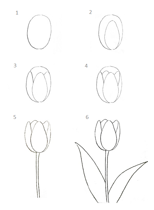 Cách vẽ hoa tulip đơn giản cho người mới bắt đầu - Ảnh 1